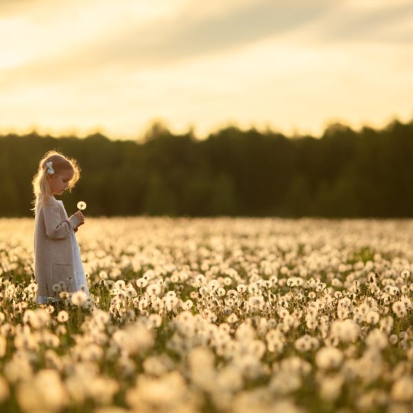 A little girl with blond hair in a white dress is picking flowers in a huge endless field of white fluffy dandelions. The sun is setting behind the forest. Image with selective focus. A little girl with blond hair in a white dress is picking flowers in a huge endless field of white fluffy dandelions. The sun is setting behind the forest. Image with selective focus.